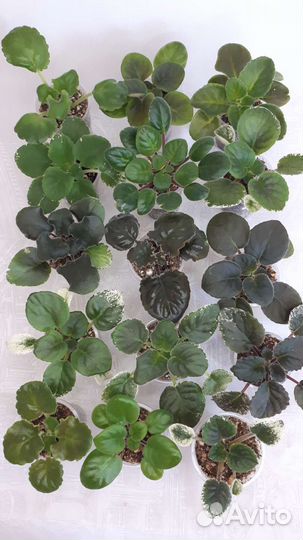 Детки сортовых фиалок