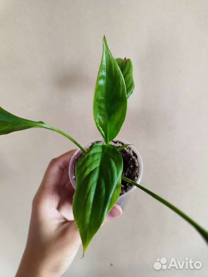 Спатифилум Женское счастье