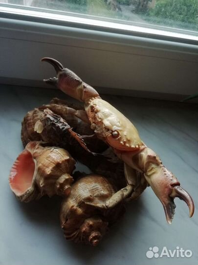 Фигурки из ракушек (с юга)