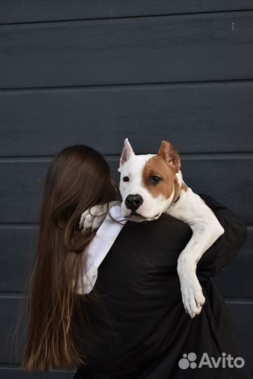 Стаффордширский терьер на случку (вязку)