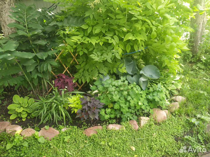 Многолетники и цветущие кустарники