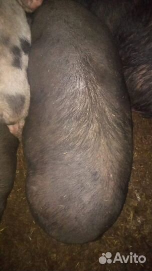 Предлагаются вьетнамские свиньи оптом