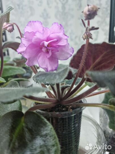 Фиалка цветущая