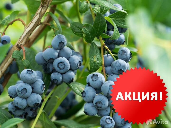 Голубика сорт Элиот 5 лет
