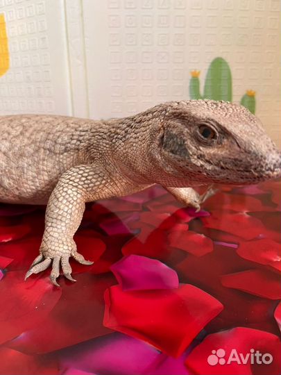 Варан чучело