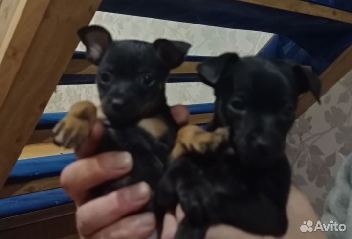 Той-терьер щенки