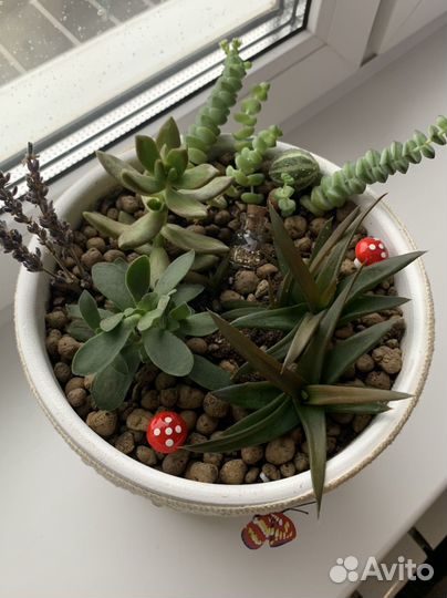 Суккуленты