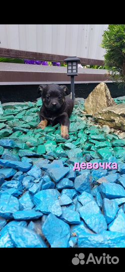 Щенки
