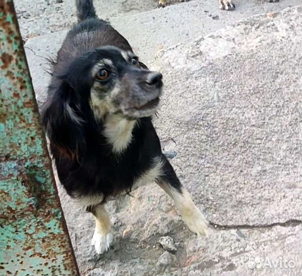 Собаке нужна помощь