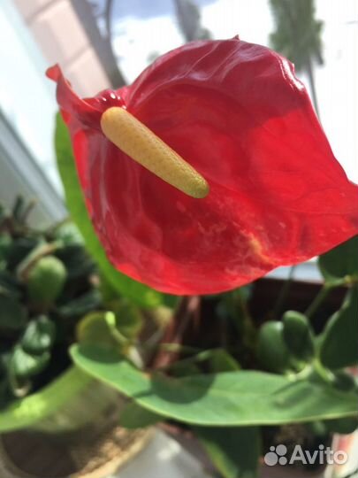 Растение Антуриум