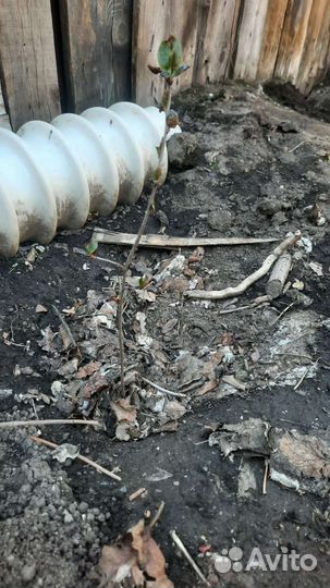 Черноплодная рябина саженцы