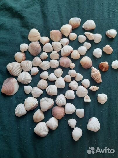 Морские ракушки раковины