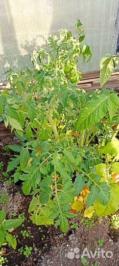 Рассада помидор