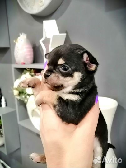 Щенки чихуахуа