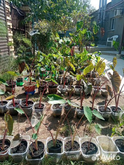 Колоказия Слоновое Ухо опт -розница