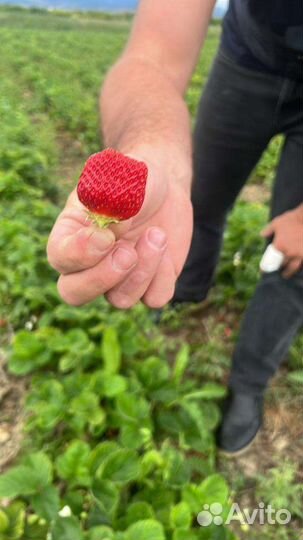 Клубника ремонтантная,сорт Елизавета