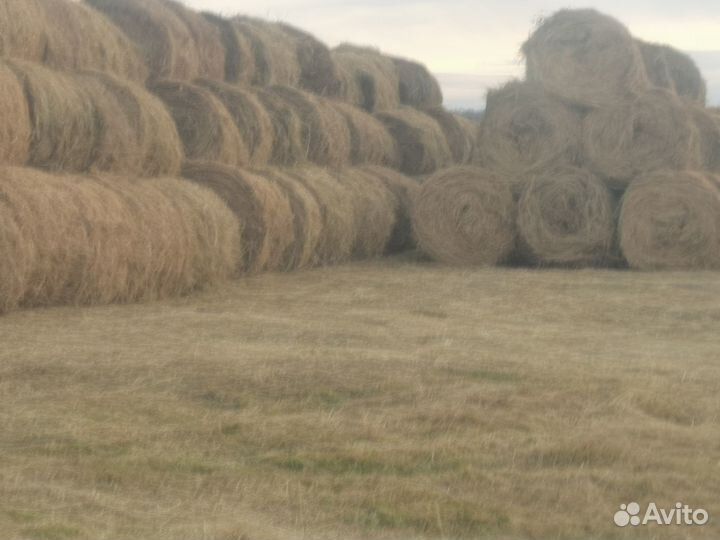 Сено в рулонах