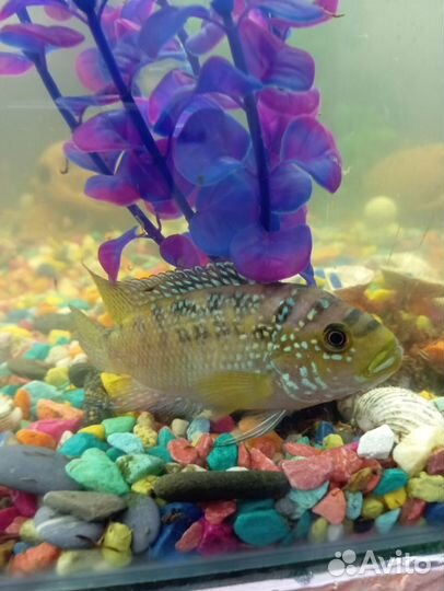 Аквариумные рыбки
