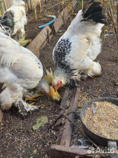 Молодые петухи Брама колумбийская