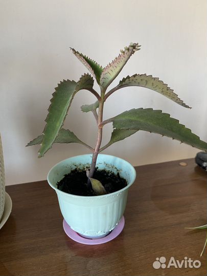 Каланхоэ лечебное