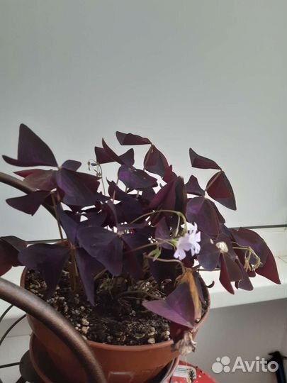 Бегония зоор