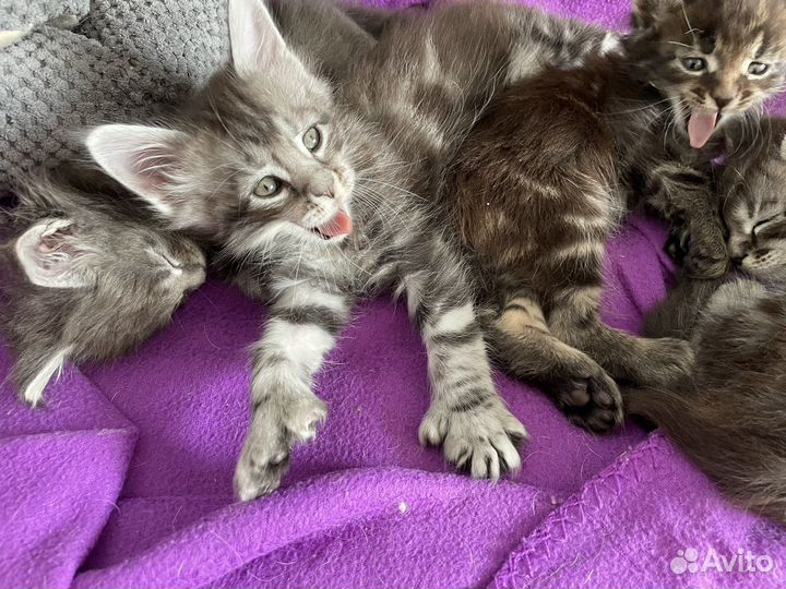 Котята мейн-кун полидакт