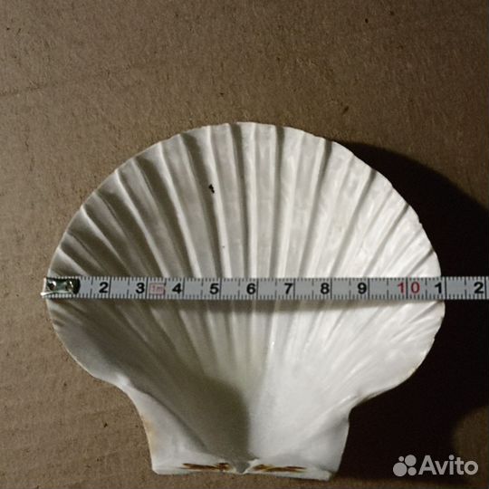 Гребешок Пиктен