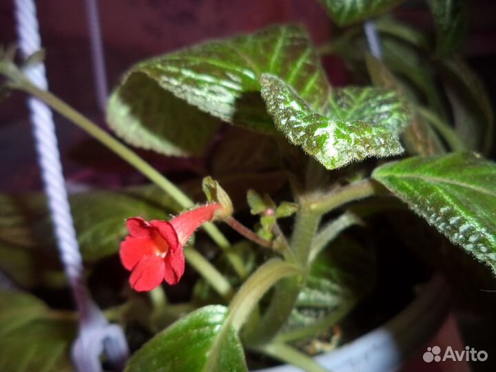 Цветы эписции сортовые. Комнатные растения