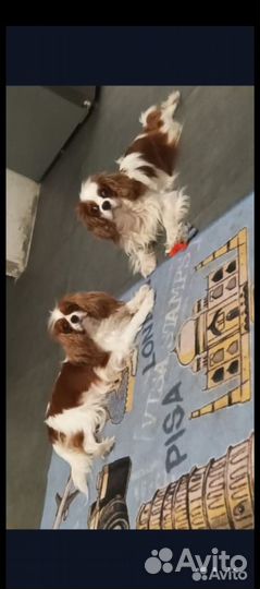 Продажа щенков