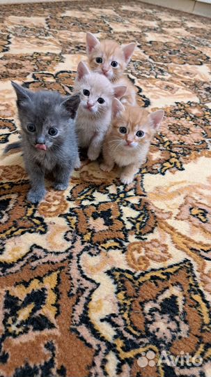 Котята в добрые руки