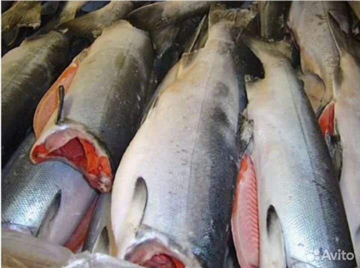 Красная рыба кета