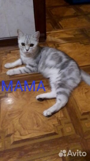 Отдам в добрые руки котёнка