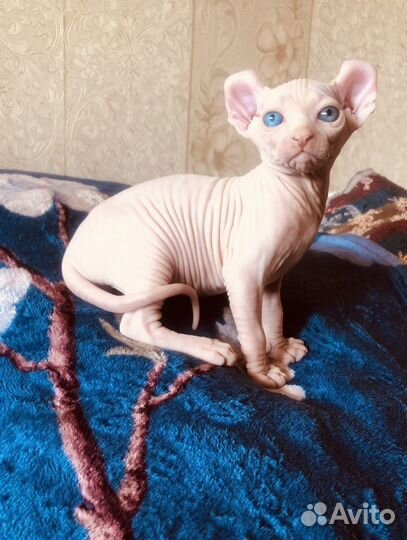 Канадский сфинкс