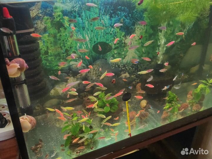 Данио Рерио Гло Фиш