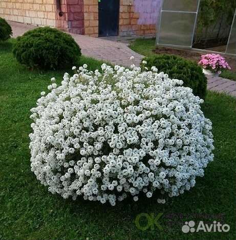 Алисум Сноу Принцесс (lobularia Snow Princess)