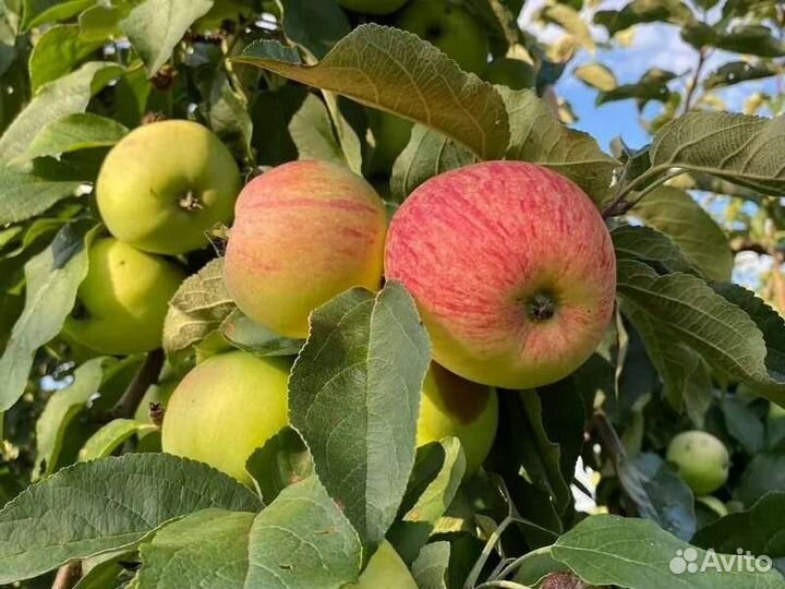 Яблоки домашние