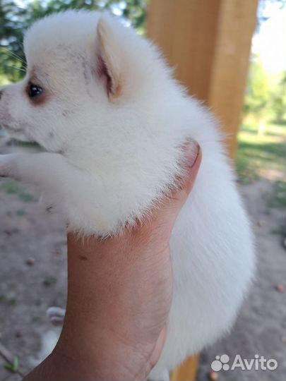 Метис шпиц/чихуахуа