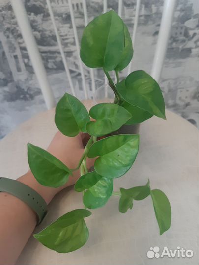 Эпипремнум глобал грин и золотистый