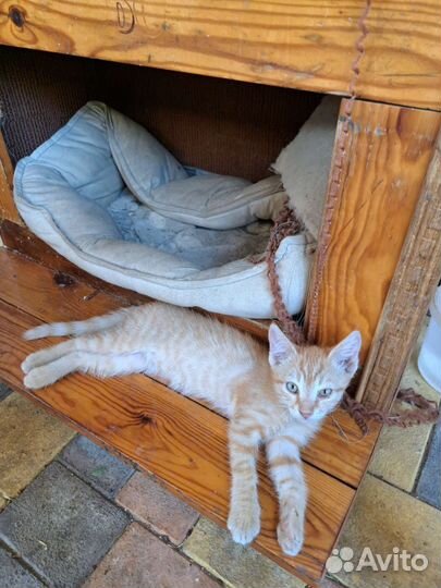 Котята в добрые руки бесплатно