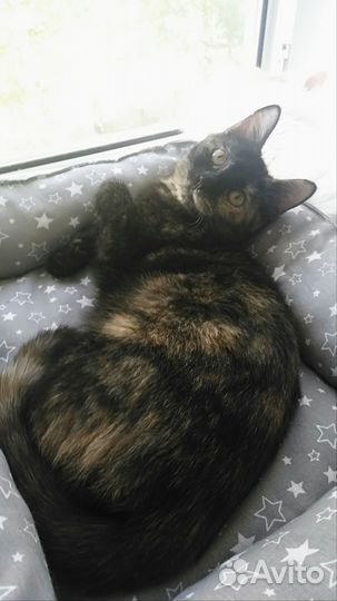 Малышка ищет дом