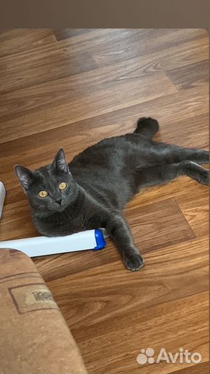 Котята в добрые руки бесплатно