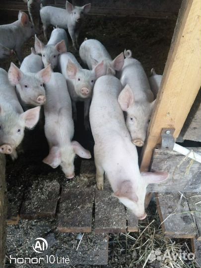 Поросята породы ландрас