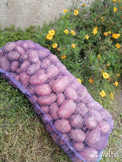 Продам картофель
