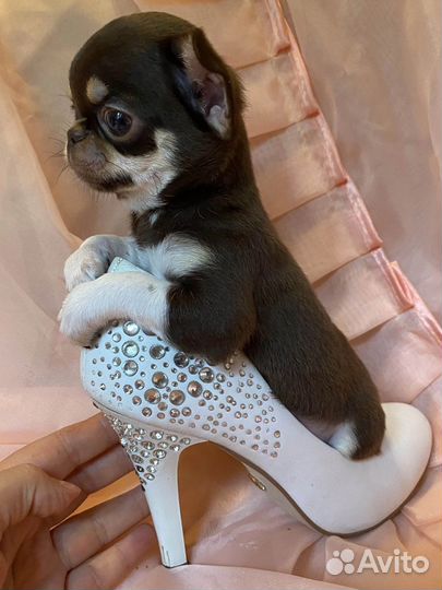 Неземной красоты мини куколки чихуахуа