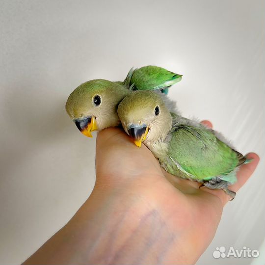 Неразлучники