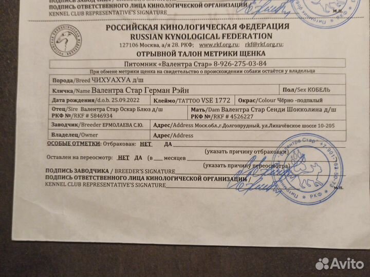 Чихуахуа дш кобель. Вязка