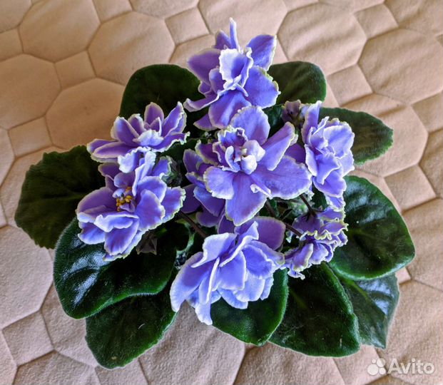 Комнатные фиалки - сенполия(взрослая)