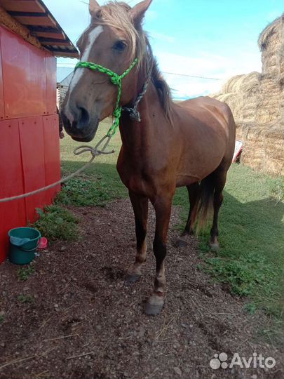 Лошадь И корова