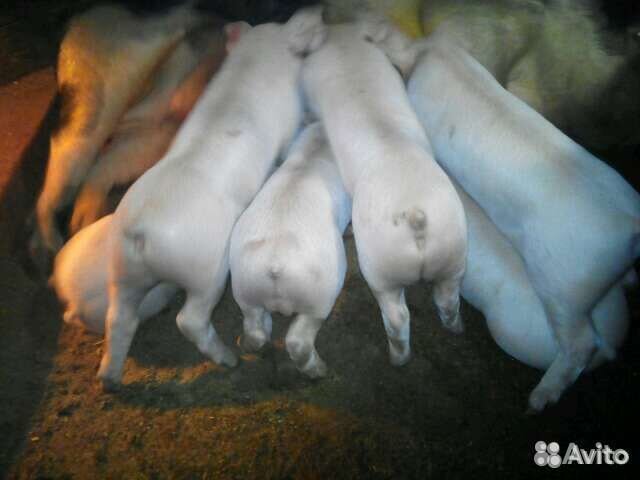 Поросята