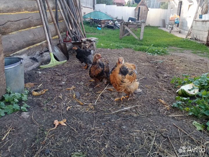 Яйца на инкубацию